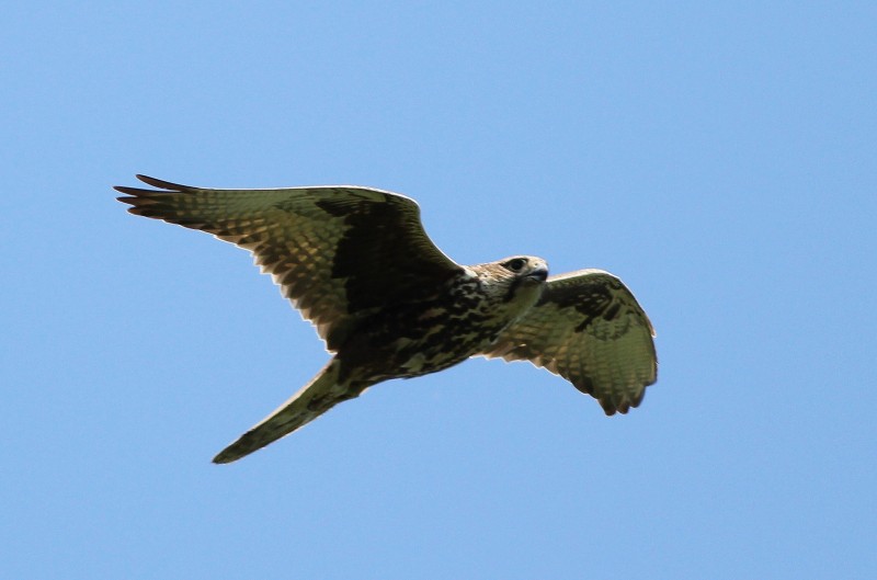 A hazai madárfauna egyik ékköve; a kerecsensólyom (Fotó: Szitta Tamás)