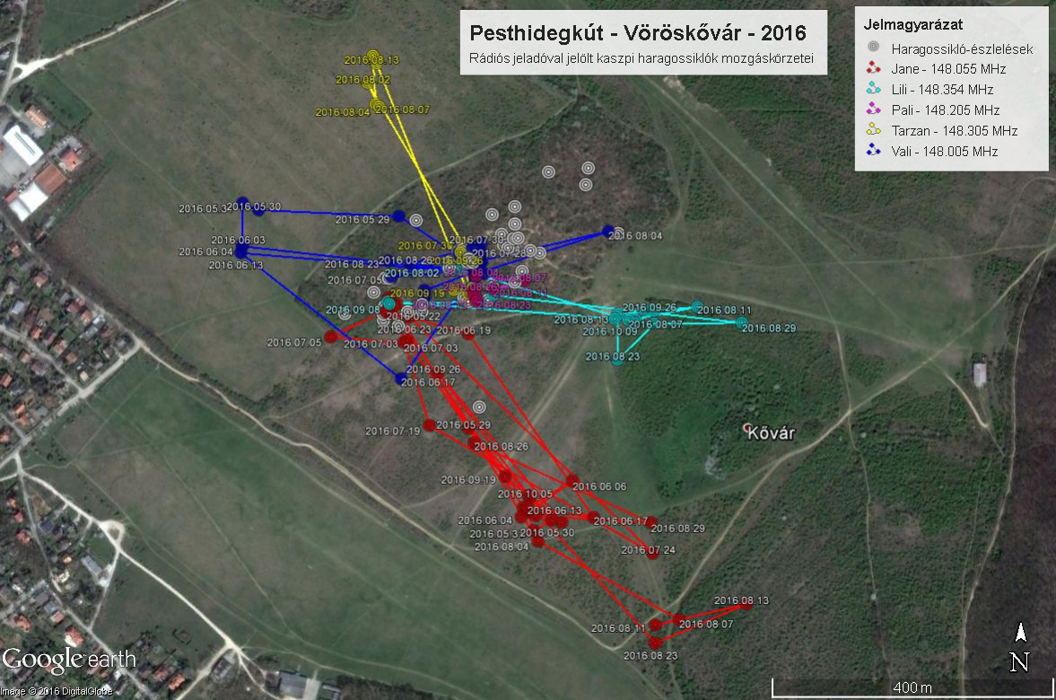 A rádióadóval jelölt haragossiklók mozgáskörzetei 2016-ban