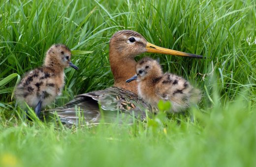 Az Egyesült Királyságban jelenleg kevesebb, mint 50 nagy goda pár van. Többségük két helyen, a Nene és az Ouse Wash területén, a lápvidéken költ. (Fotó: https://rspb.org.uk)