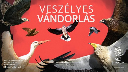 Veszélyes vándolrás