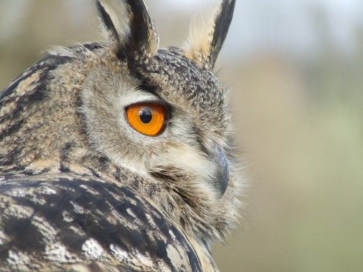 Uhu Forrás: https://commons.wikimedia.org/wiki/File:Bubo_bubo_portrait.jpg