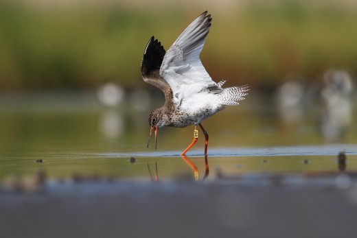 Piroslábú cankó (Tringa totanus) Fotó: Molnár Gábor