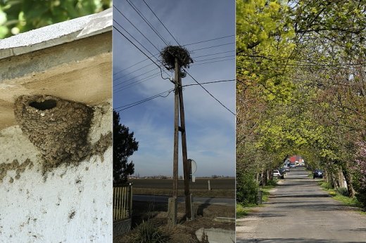 A fecskefészkek leverése, a fehér gólyák fészkeinek eltávolítása, a kilombosodott fásszárú növényzet megsemmisítése nem csak törvénytelen, de olyan élőhelyrombolást jelent, ami rontja hazánk ellenálló képességét a klímaváltozás negatív hatásaival szemben is (Fotók: Orbán Zoltán)