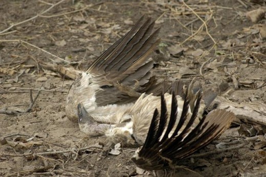 Diclofenac mérgezésben elhullott keselyű (Fotó: http://kishorebhargava.com/gallery/v/travel/bandhavgarh/dsc_0026_001.jpg.html)