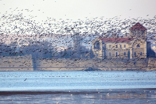 XVI. Tatai Vadlúd Sokadalom – 2016.11.26. (Fotó: Berkó Gyöngyi).