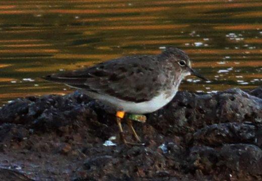 Magyar gyűrűs Temminck-partfutó Máltán (Raymond Galea, Birdlife Málta)