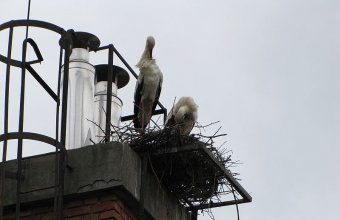 Az új gólyapár a kéményen (Fotó: Bank László)