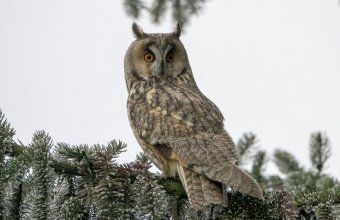 Erdei fülesbagoly (Fotó: Balog László)