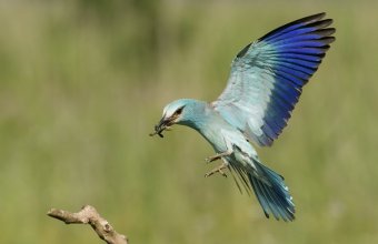 Szalakóta – nem hiába nevezik pusztáink ékkövének (Fotó: Kurti Gábor)