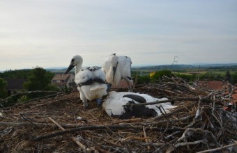 Jó a kilátás az új otthonukból (Fotó: MME archívum)