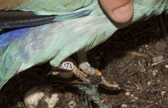 Bálazsineg egy szalakóta lábára csavarodva (Fotó: Csibrány Balázs). 