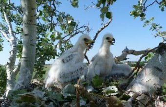 Parlagisas-fiókák (Fotó: PannonEagle archívum)