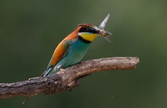 Gyurgyalag (Fotó: Lóki Csaba)