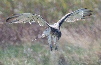 Színes gyűrűs kígyászölyv (fotó: Gabriel Ozon)