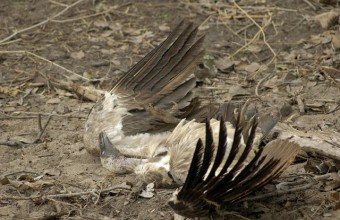 Diclofenac mérgezésben elhullott keselyű (Fotó: http://kishorebhargava.com/gallery/v/travel/bandhavgarh/dsc_0026_001.jpg.html)