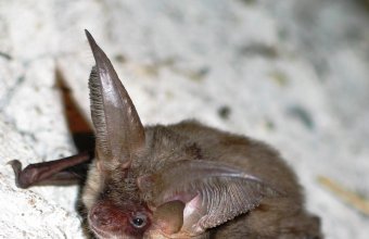 A hosszúfülű-denevéreknek nemcsak óriási, a fejük tetején összenőtt fülkagylóik jellegzetesek, de orrnyílásaik is, melyek felfelé néznek (Fotó: Boldogh S.)