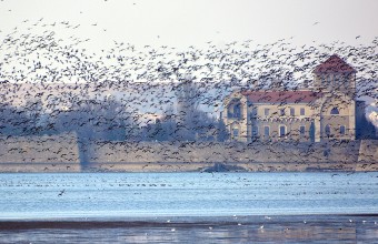 XVI. Tatai Vadlúd Sokadalom – 2016.11.26. (Fotó: Berkó Gyöngyi).