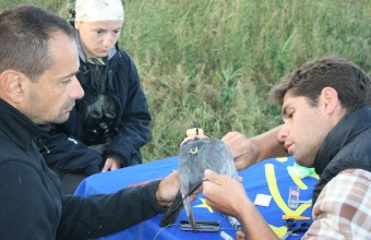 „Ubul” jeladózása – 2014.09.14-15., Duna-delta, Románia 