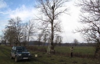 Odúkihelyezés a drávafoki legelőn (Fotó: Bank László)