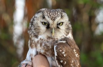 Gatyáskuvik a szegedi Fehér-tavon (Fotó: Tokody Béla)