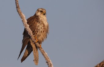 Az öreg kerecsensólyom meglehetősen impozáns megjelenésű madár (fotó: Szitta Tamás)