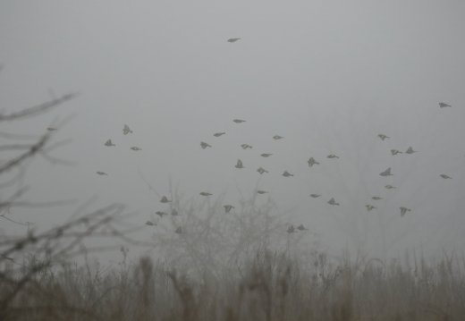 Ködös téli napon táplálékot kereső tengeliccsapat (Fotó: Orbán Zoltán) 