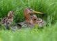 Az Egyesült Királyságban jelenleg kevesebb, mint 50 nagy goda pár van. Többségük két helyen, a Nene és az Ouse Wash területén, a lápvidéken költ. (Fotó: https://rspb.org.uk)