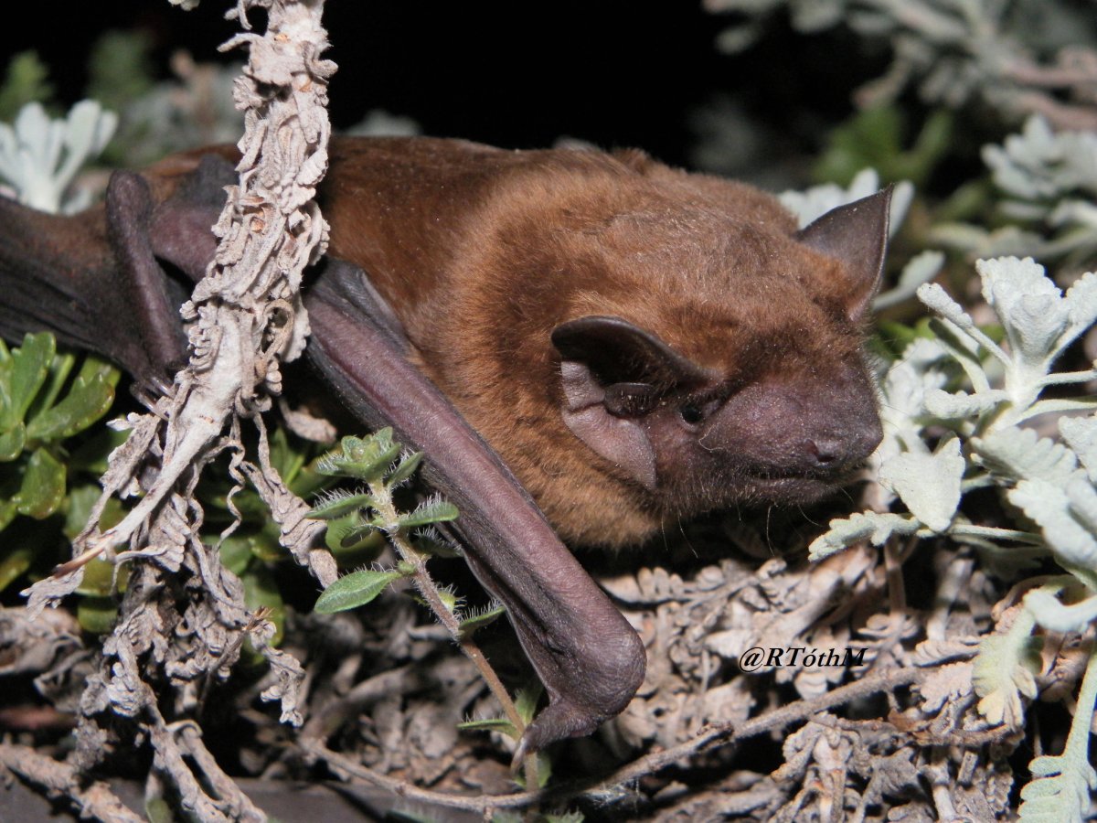 Sok denevér, mint például ez a rőt koraidenevér (Nyctalus noctula), használ a harkályok általá készített odút / Many bats, like this Noctule, regularly use woodpecker cavities (Tóth Mária).